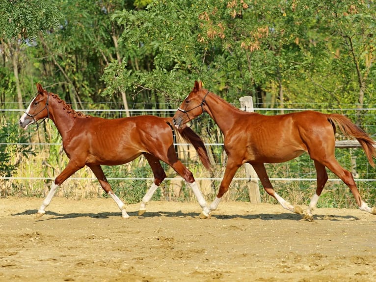 Kisberer Merrie 1 Jaar 145 cm Donkere-vos in Pér