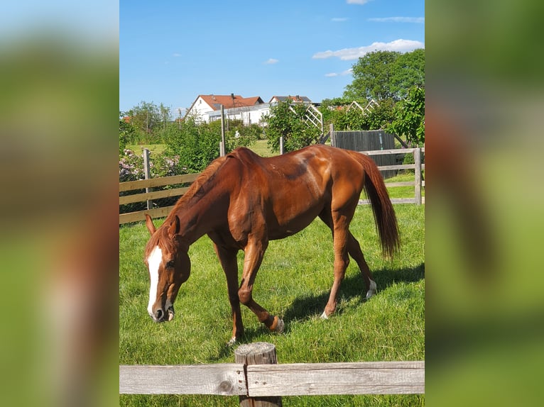 Kisberer Merrie 23 Jaar 165 cm in Harburg