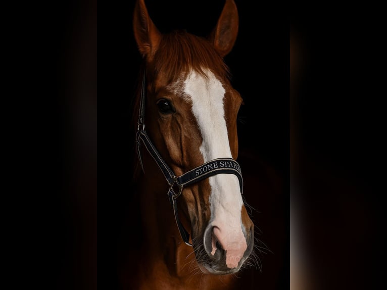 Kisberer Merrie 23 Jaar 165 cm in Harburg