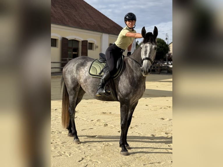 Kisberer Merrie 3 Jaar 178 cm Schimmel in Töltéstava