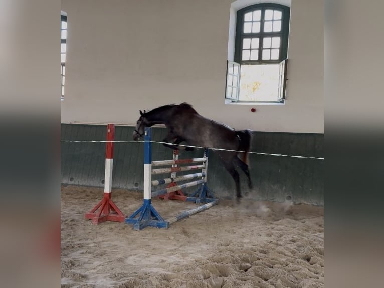 Kisberer Merrie 3 Jaar 178 cm Schimmel in Töltéstava