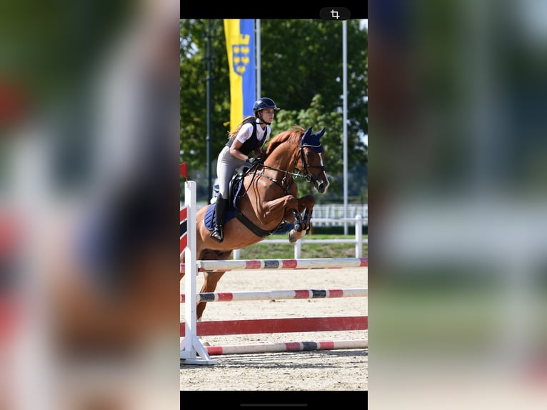 Kisberer Ruin 10 Jaar 165 cm Vos in Kronberg