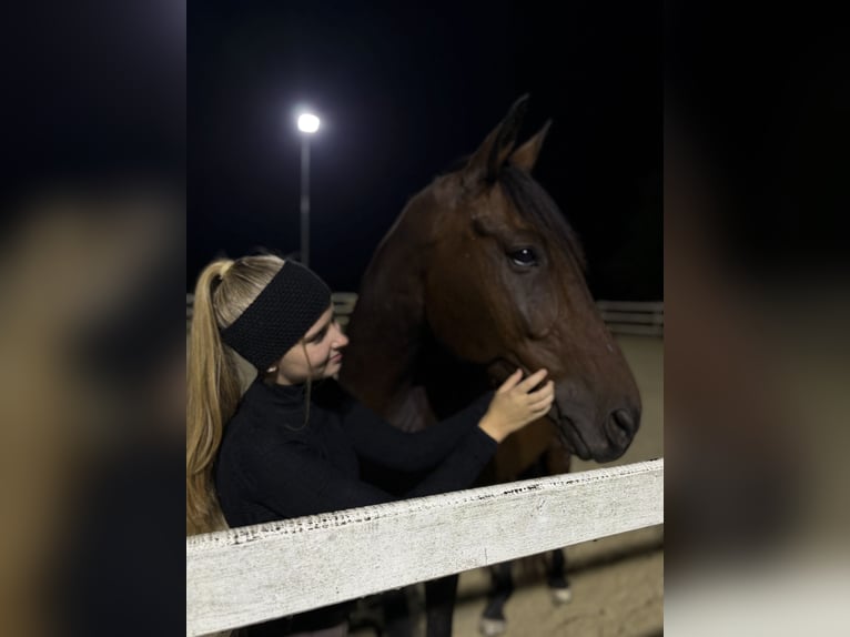Kisberer Ruin 12 Jaar 170 cm Bruin in Kleinsöding
