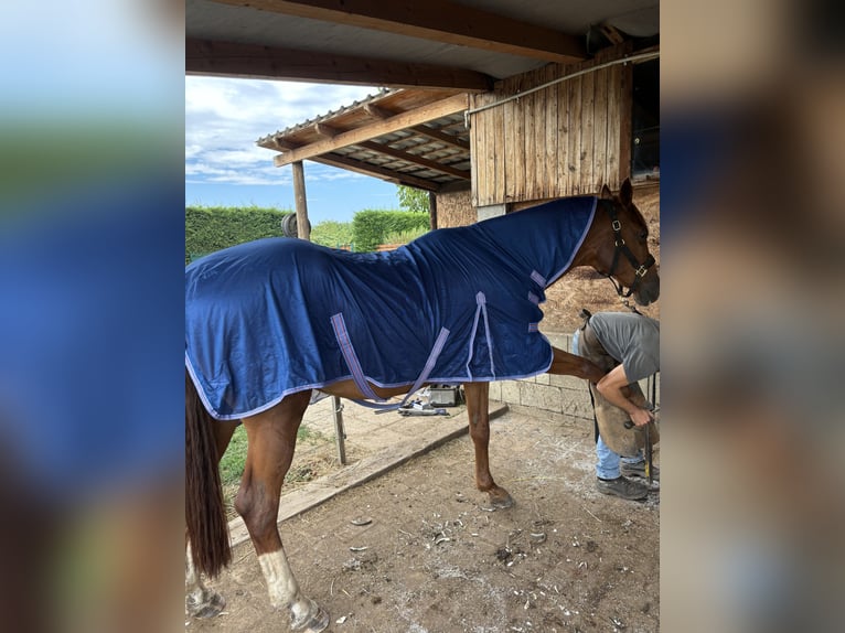 Kisberer Ruin 14 Jaar 173 cm Bruin in Priel