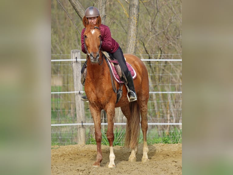 Kisberer Ruin 4 Jaar 163 cm Vos in Pér