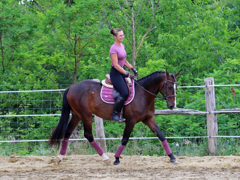 Kisberer Ruin 4 Jaar 165 cm Donkerbruin in Pér