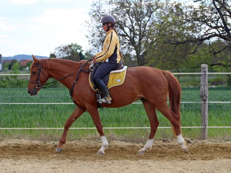 Kisberer Ruin 4 Jaar 167 cm Donkere-vos in Pér