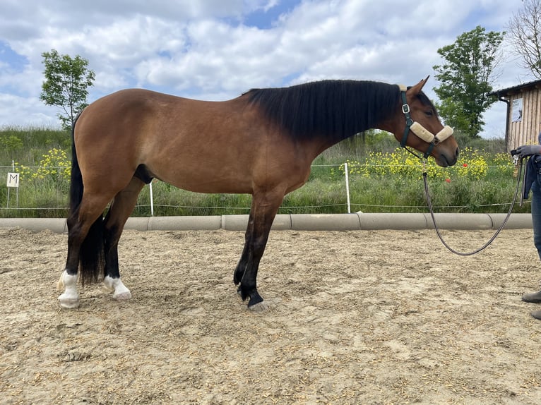 Kisberer Ruin 5 Jaar 165 cm Bruin in Bad Pirawarth