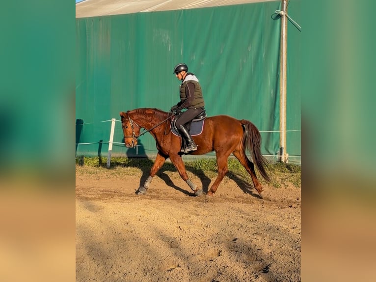 Kisberer Ruin 5 Jaar 165 cm Donkere-vos in Budapest