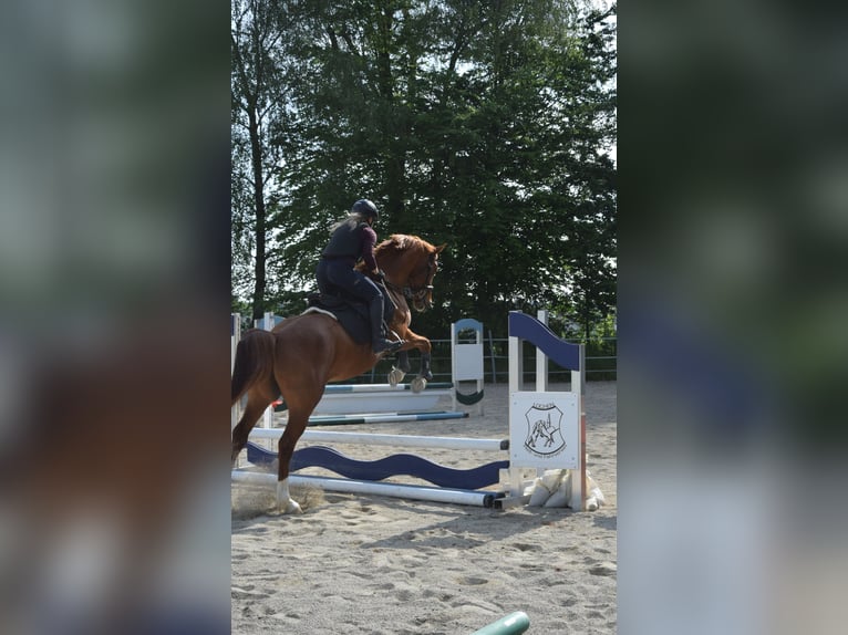 Kisberer Ruin 6 Jaar 163 cm Vos in Lochen am See