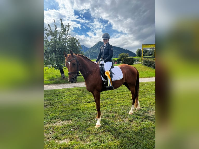 Kisberer Ruin 6 Jaar 163 cm Vos in Lochen am See