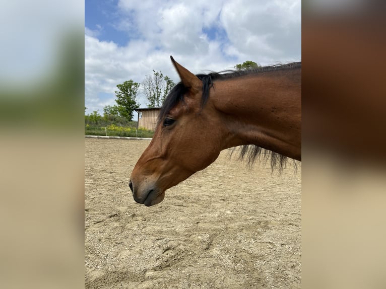 Kisberer Ruin 6 Jaar 165 cm Bruin in Bad Pirawarth