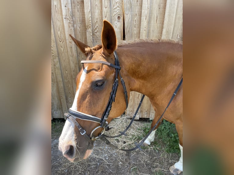 Kisberer Stute 15 Jahre 158 cm Fuchs in Edelschrott