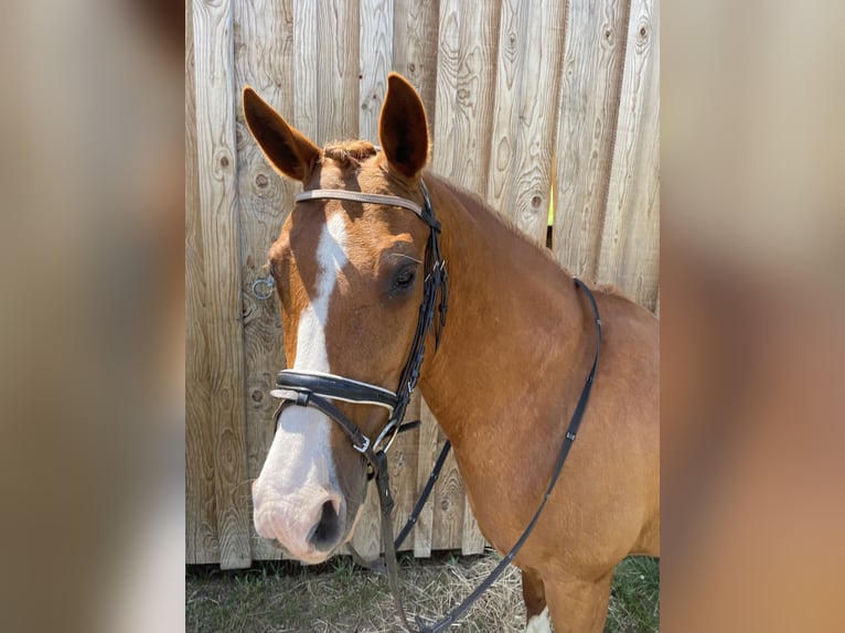 Kisberer Stute 15 Jahre 158 cm Fuchs in Edelschrott