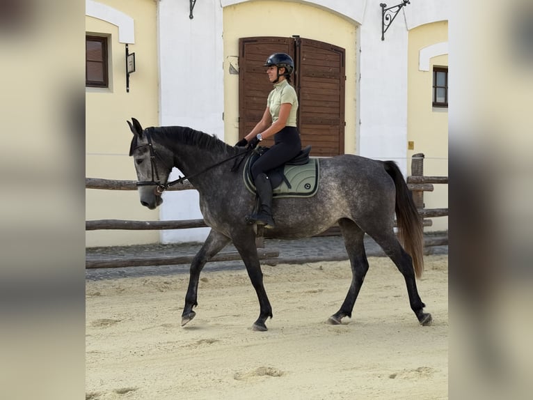 Kisberer Stute 3 Jahre 178 cm Schimmel in Töltéstava