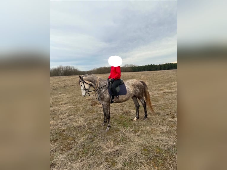 Kisberer Stute 4 Jahre 171 cm Apfelschimmel in Kecskemét