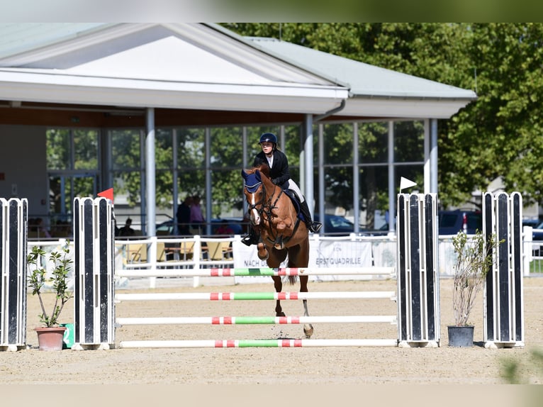 Kisberer Wallach 10 Jahre 165 cm Fuchs in Kronberg