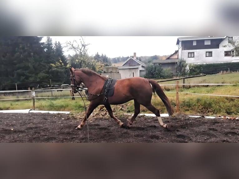 Kisberer Wallach 14 Jahre 165 cm Fuchs in Neuhaus am Rennweg