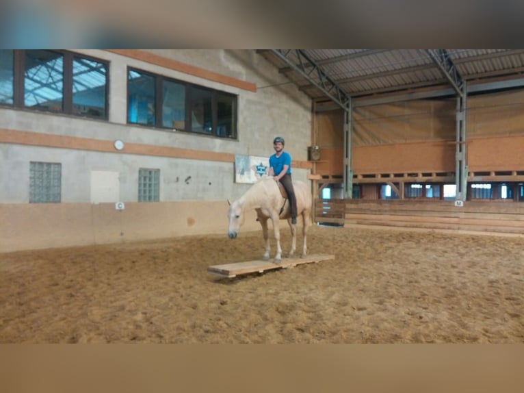 Kisberer Wallach 21 Jahre 164 cm Palomino in Willingshausen