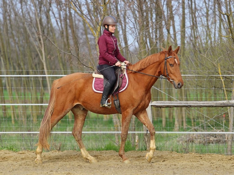 Kisberer Wallach 4 Jahre 163 cm Fuchs in Pér