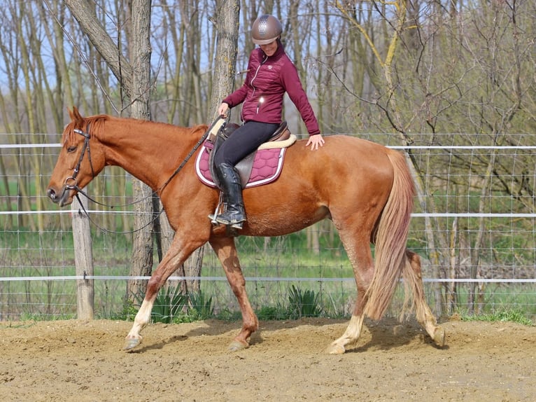 Kisberer Wallach 4 Jahre 163 cm Fuchs in Pér