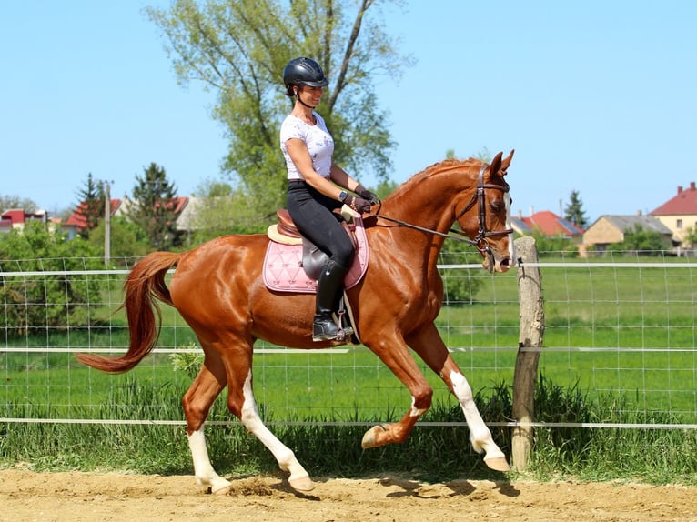 Kisberer Wallach 4 Jahre 169 cm Dunkelfuchs in Pér