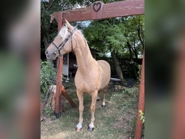 Kisberer Wallach 5 Jahre 160 cm Palomino in Scharndorf