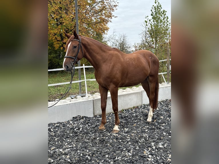 Kisberer Wallach 5 Jahre 172 cm Fuchs in Amstetten