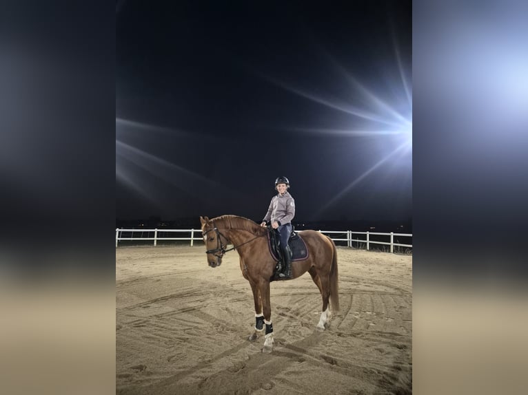Kisberer Wallach 6 Jahre 163 cm Fuchs in Lochen am See