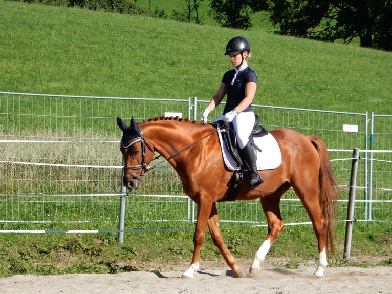Kisberer Wallach 6 Jahre 163 cm Fuchs in Lochen am See