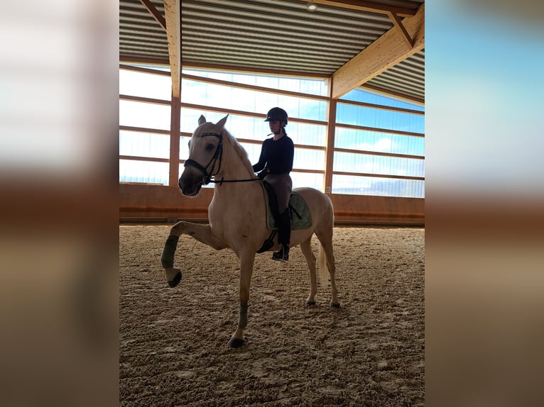 Kisberer Wallach 8 Jahre 165 cm Palomino in Ampflwang