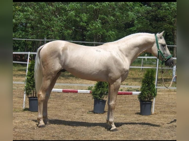 Kisberer Wallach 8 Jahre 165 cm Palomino in Ampflwang