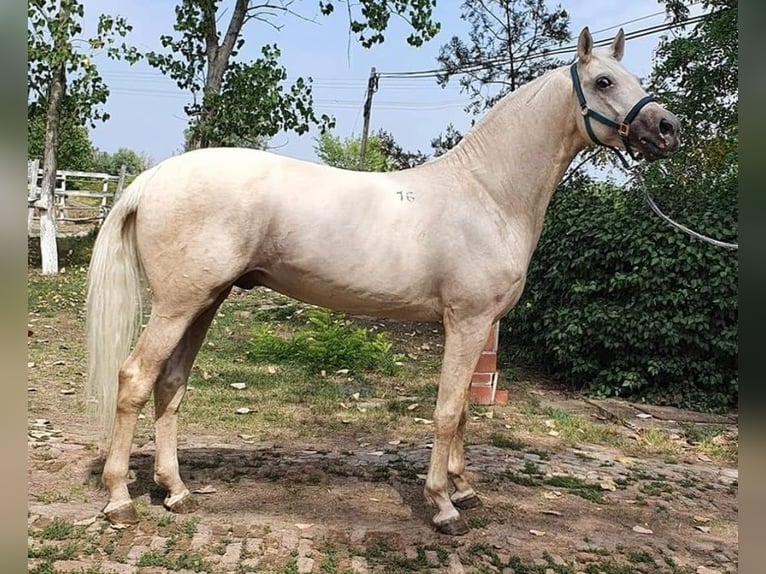 Kisberer Wallach 8 Jahre 165 cm Palomino in Ampflwang