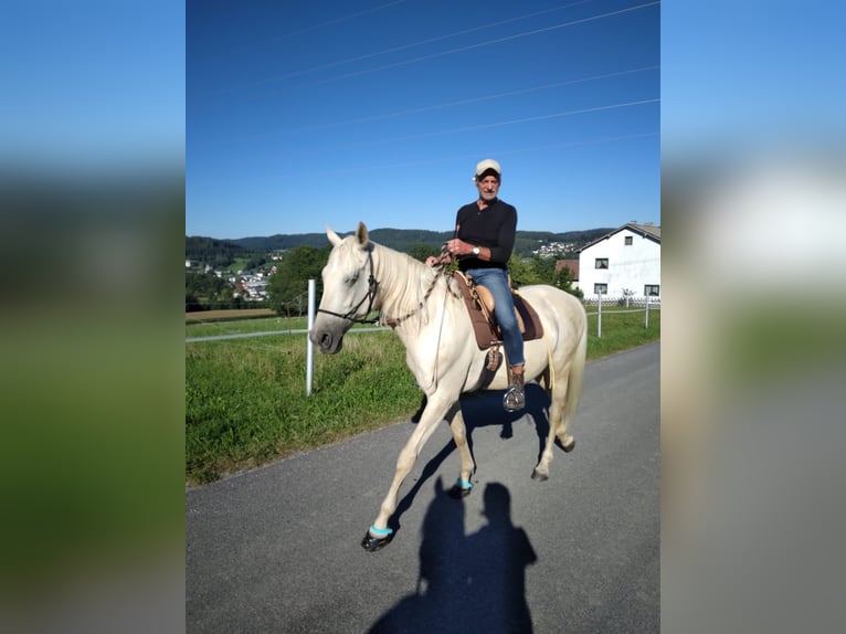 Kisberer Wallach 8 Jahre 165 cm Palomino in Ampflwang