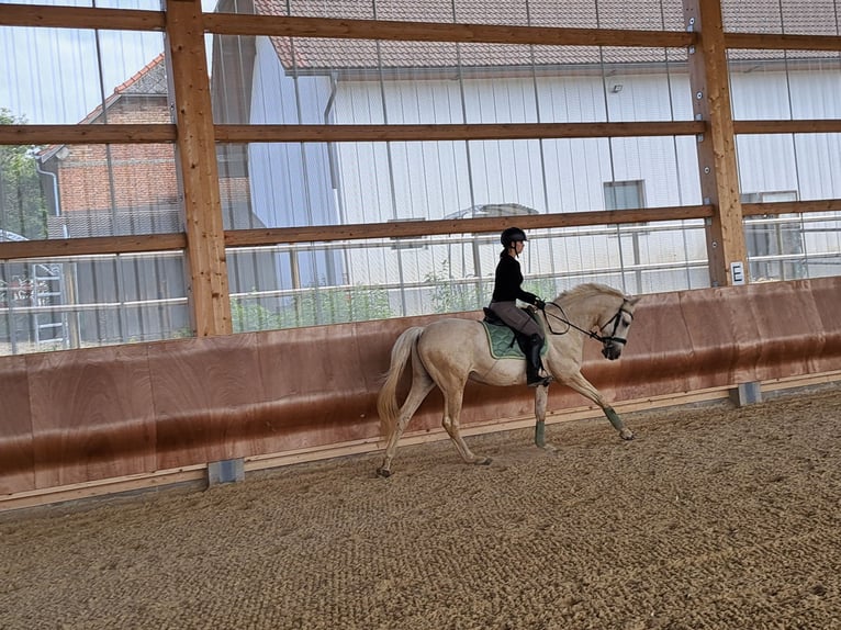 Kisberer Wallach 8 Jahre 166 cm Palomino in Ampflwang