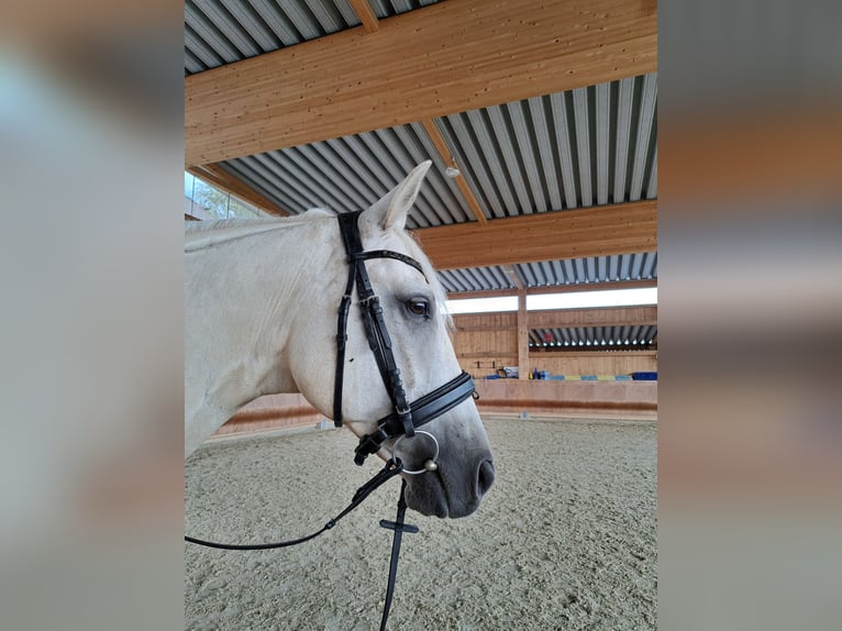 Kisberer Wallach 8 Jahre 166 cm Palomino in Ampflwang