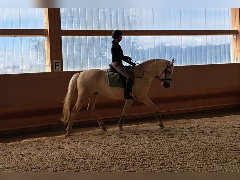 Kisberer Wallach 8 Jahre 166 cm Palomino in Ampflwang