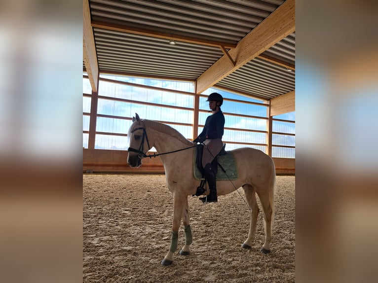 Kisberer Wallach 9 Jahre 166 cm Palomino in Ampflwang