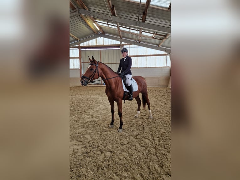 Kisberer Wallach 9 Jahre 170 cm Brauner in Kottingbrunn