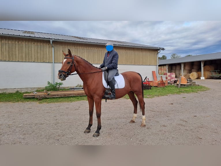 Kisberer Wallach 9 Jahre 170 cm Brauner in Kottingbrunn