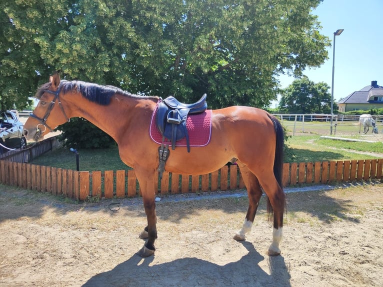 Kisberer Wallach 9 Jahre 170 cm Brauner in Kottingbrunn