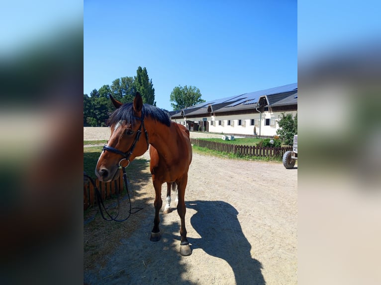 Kisberer Wallach 9 Jahre 170 cm Brauner in Kottingbrunn