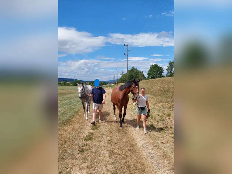 Kisberer Wallach 9 Jahre 170 cm Brauner in Kottingbrunn
