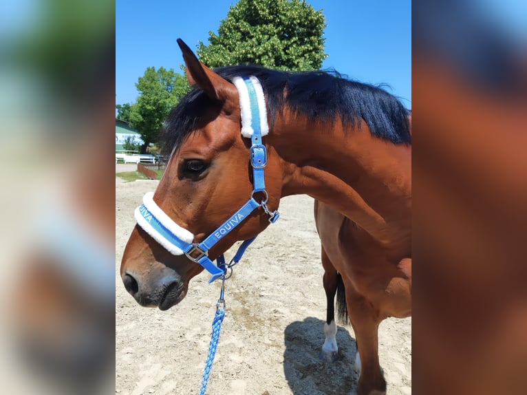 Kisberer Wallach 9 Jahre 170 cm Brauner in Kottingbrunn