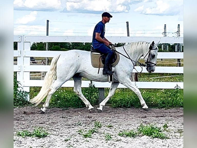 Kladruber Caballo castrado 11 años 167 cm White/Blanco in Prague