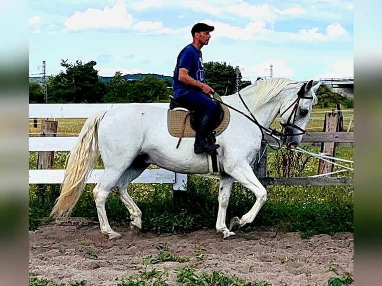 Kladruber Caballo castrado 11 años 167 cm White/Blanco in Prague