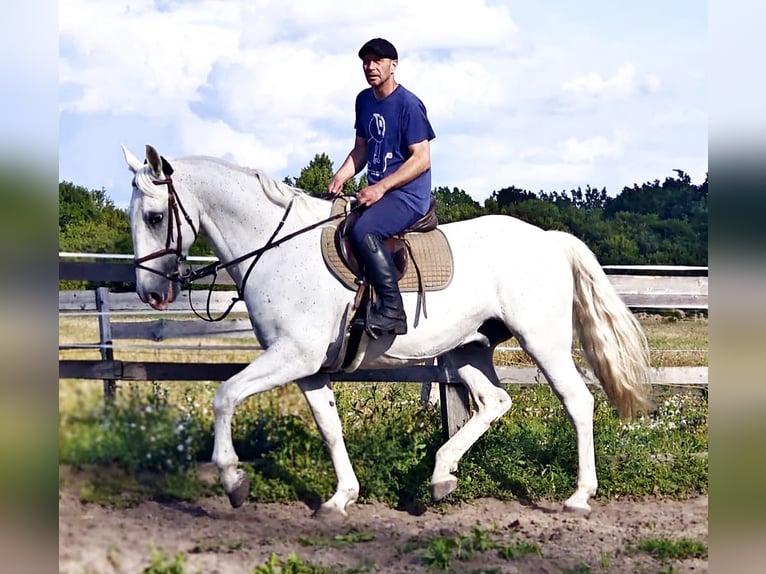Kladruber Caballo castrado 11 años 167 cm White/Blanco in Prague