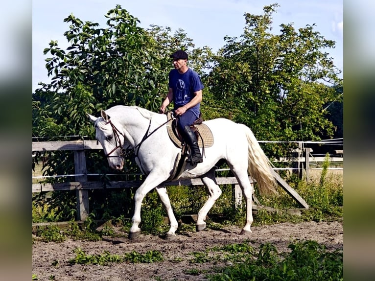 Kladruber Caballo castrado 11 años 167 cm White/Blanco in Prague