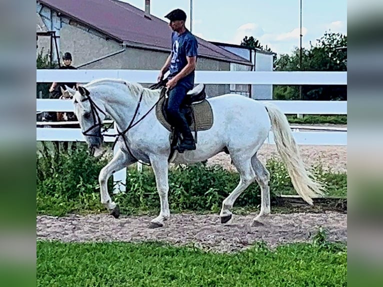 Kladruber Caballo castrado 11 años 167 cm White/Blanco in Prague