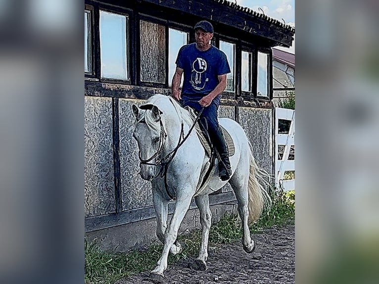 Kladruber Caballo castrado 11 años 167 cm White/Blanco in Prague